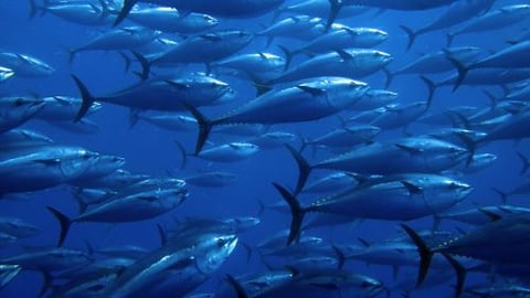 Walmart Tuna Teaser