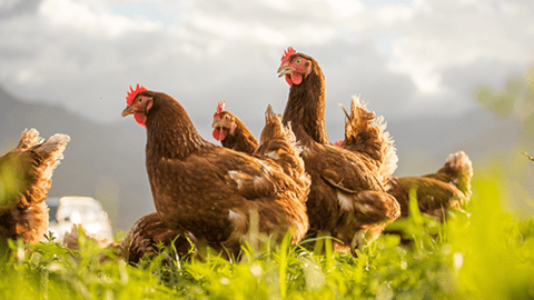 Free-Range Chickens Teaser